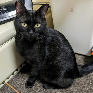とっても人懐こい黒猫　エイズ陽性