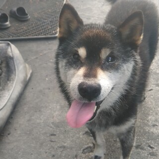 年齢はわかりませんが初老に近いと思われます。