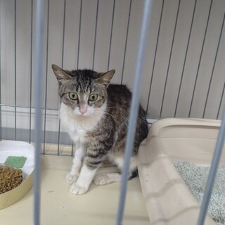 ★キジ白かわいい男の子★