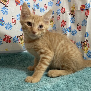 ヤンチャだっていいじゃない。子猫だもの。茶太郎