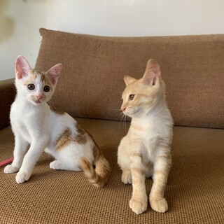 キャラメル兄妹(一緒のお家希望です)