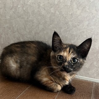 生後2カ月　子猫　サビ柄　里親募集！