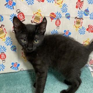 ヤンチャだっていいじゃない。子猫だもの。クロ美