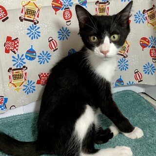 揉め事はにゃんブロで解決！のりまき姐さん3ヶ月半