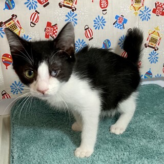 いたずらクソ坊主！愛嬌たっぷり、おにぎり君3ヶ月半