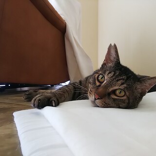 福を呼ぶ♥️まんまる丸顔の福之助