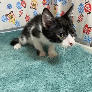 末っ子タイプ。