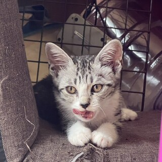 綺麗な　薄グレートラ、女の子、2ヶ月