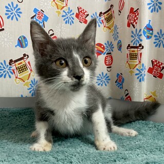 ニャるソックが得意でマイペースなスピカ。