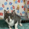 ニャるソックが得意でマイペースなスピカ。 サムネイル2