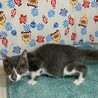 ニャるソックが得意でマイペースなスピカ。 サムネイル4