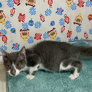 ニャるソックが得意