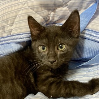 珍しい黒トラ兄弟！姉の小豆❤️3ヶ月半