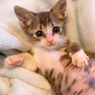 ディオールちゃん、1ヶ月半の女の子です