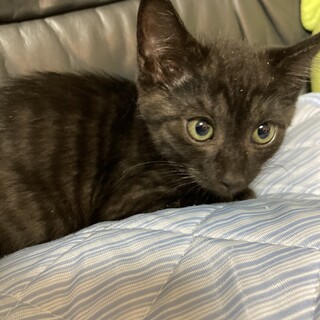 珍しい黒トラ兄弟！弟の黒豆だニャン❤️3ヶ月半