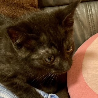 黒トラ兄弟！弟の黒豆だ