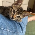 キジ子猫♂の里親になってくれませんか？