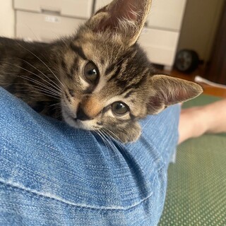 キジ子猫♂の里親になってくれませんか？