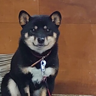 いたずら好きな豆柴、ペレ君