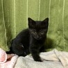 エイズキャリア　人も猫も好き　もずくちゃん　2ケ月 サムネイル2