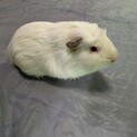 アルビノモルモット ♂