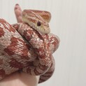 コーンスネーク 性別不明 
