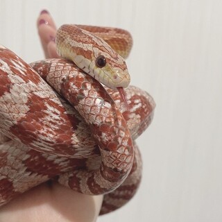 コーンスネーク 性別不明 