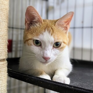 穏やかな女の子