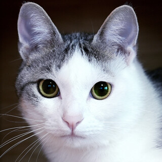 赤ちゃん抱っこにお膝猫♡甘えん坊さん