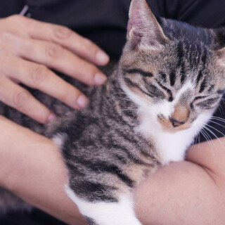 抱っこもお膝も大好き♡抱っこを催促します