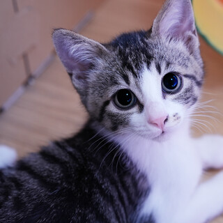 人が大好き、ずーっと傍にいてくれます♡