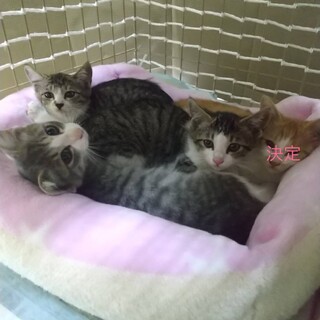 ４ヶ月くらいの兄姉妹！＋三毛猫ママ（手術済み）