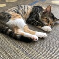 ことね　3ヶ月