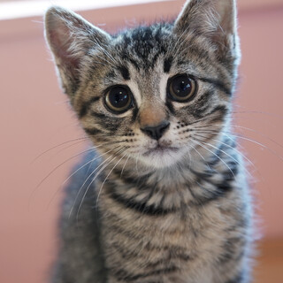お目めクリクリ♡お膝大好き甘えん坊