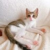 【急募★仔猫】キュートな女の仔猫★生後約3カ月 サムネイル2