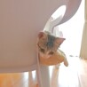 【急募★仔猫】キュートな女の仔猫★生後約3カ月 サムネイル4