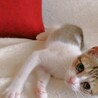 【急募★仔猫】キュートな女の仔猫★生後約3カ月 サムネイル5