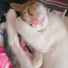 【急募★仔猫】キュートな女の仔猫★生後約3カ月 サムネイル6
