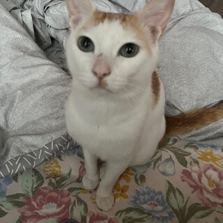 人馴れ抜群のムギくん