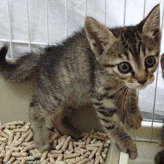 ちょっぴり慎重な麦わらベビー☆にっこ