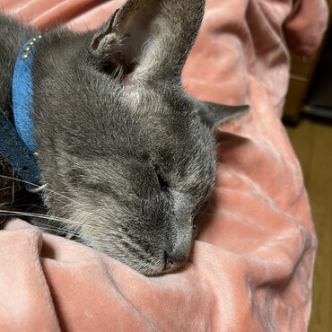 最近、調子がいいのか？明け方の甘噛み攻撃か激しい…晩食後の爆睡に少し( *｀ω´)甘噛み攻めにしてやりたい！(● ˃̶͈̀ロ˂̶͈́)੭ꠥ⁾⁾