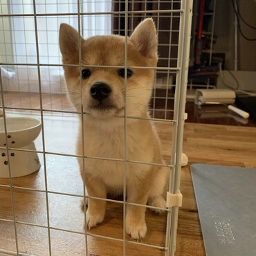 そとに出して〜