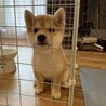 そとに出して〜