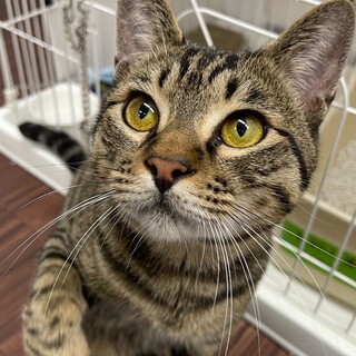 人間も猫も大好き☆超陽キャキジトラ☆たいよう