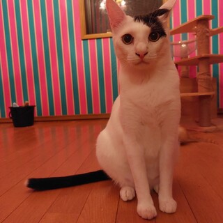 やんちゃな白黒の男の子