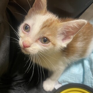 子猫　白茶トラ　オス♂ 生後2ヶ月