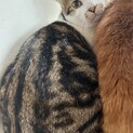 ウリ坊のような柄で可愛いです。