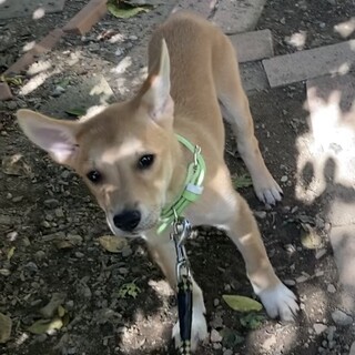 保健所からレスキュー！　かわいいココ君！