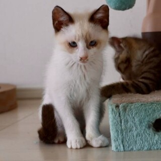 人馴れ抜群ブルーな瞳。ラグドール風のハーちゃん