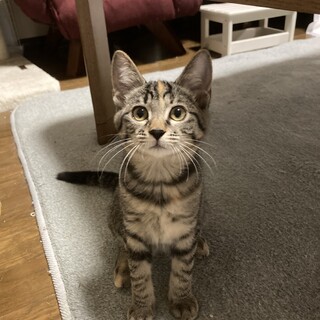 超甘えん坊　抱っこ大好き　茶々ちゃん　3ヶ月